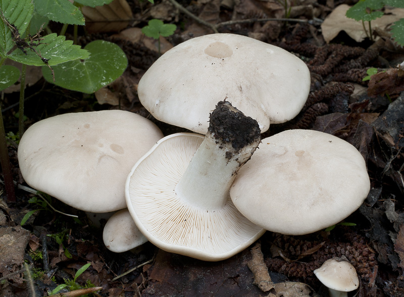 Calocybe gambosa